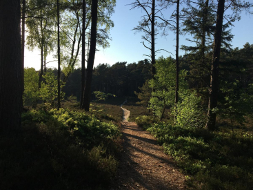 Bosgebied bij Silkeborg. Foto: Birgit Cornelius Nielsen VisitSilkeborg